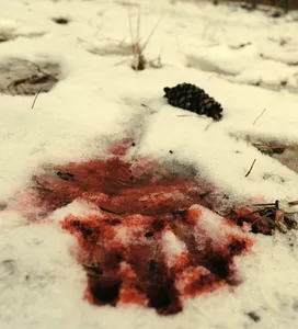 Blood falls upon fresh snow Blood falls upon fresh snow