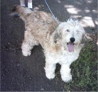 Question is too long, so read description. If you found a homeless dog, is it most likely to be a full breed or a cross breed? I'm not too sure... And also, could you try to guess what dog this is? Question is too long, so read description. If you found a homeless dog, is it most likely to be a full breed or a cross breed? I'm not too sure... And also, could you try to guess what dog this is?