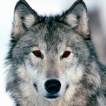 Wolf Club ~Awooo