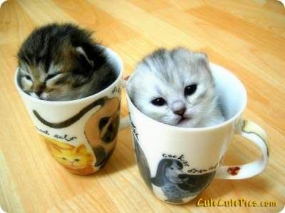 Kitten Lovers!'s Photo