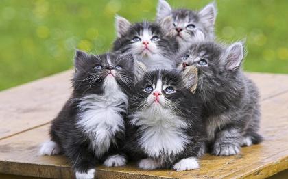 Kitten Lovers!'s Photo