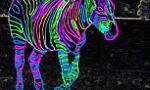 neon zebras (1)