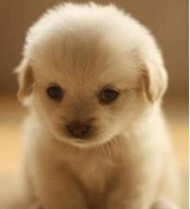 The cute puppy page!'s Photo