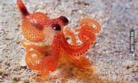 Do You Like Octopuses?