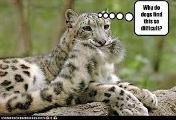 Funny? Leopard? (5)
