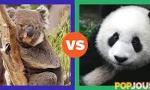 Panda vs koala ! Bear bro.s !
