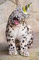 Funny leopard?