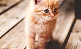 What cat is the cutest?