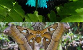 Moths or butterflies?