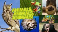 What animal is your favorite? (1)