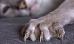 Cats: pro-declawing or anti- declawing?