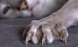 Cats: pro-declawing or anti- declawing?