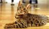 whats your favorite cat breed