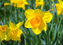 Daffodil (March)