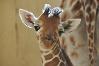This giraffe!