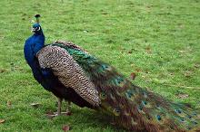 Original peacock