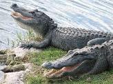 Swim with alligators to save one of your parent's life