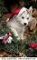 Kodi the santa dog