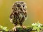 This owl!