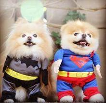 Dogs dressed as superheroes