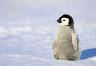 This penguin!