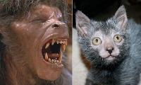 Breeders develop Lykoi cat that looks like a WEREWOLF and acts like a DOG | Daily Mail Online