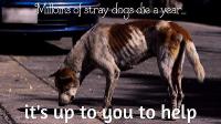Petition · Save Our Strays (sos) · Change.org