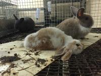 Animals Frozen to Death at Petco and PetSmart Supplier