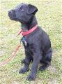 how well do you know the breed? - Patterdale Terrier
