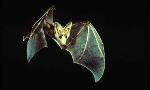 What kind of bat are you?
