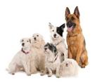 What Dog breed are you? (3)
