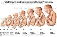 Fetal Development from Conception to Birth