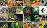 Which Amphibian Are You?