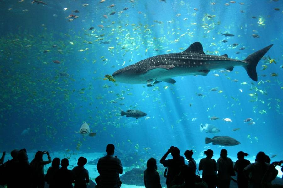 What would you be if you lived in an aquarium?