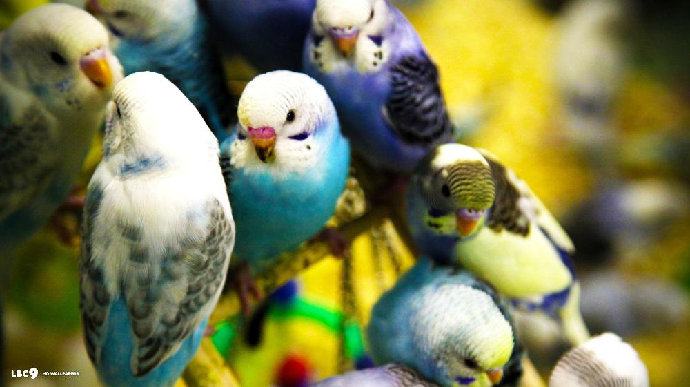 Which of My Budgies (Parakeets) Are You?