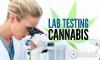 Test Your Knowledge on Marijuana