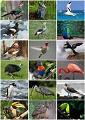 What bird are you? (1)