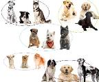 What type of dog is best for you?
