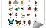 Which Insect Are You? (2)