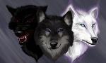 What kind of wolf are you? (3)