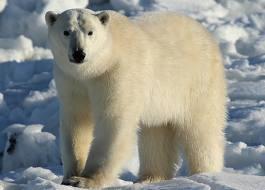 What coler is a polar bears skin?