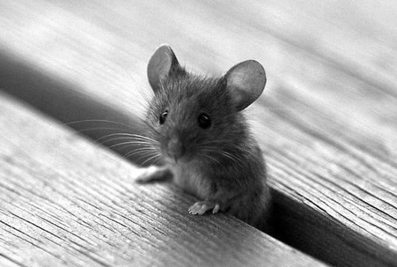How long do mice live on average?
