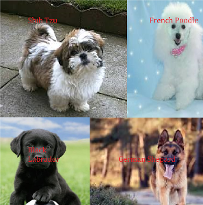 Which one of these type of dogs would you prefer to have?