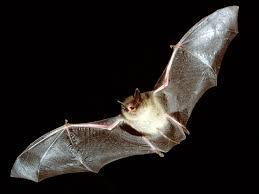 Are bats blind?