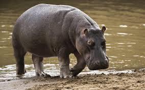 The name hippopotamus means: