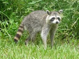 What family is raccoon in?