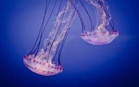 A group of jelly fish is called a: