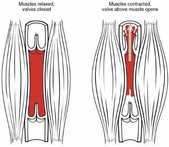 Which muscle is responsible for pumping blood throughout the body?