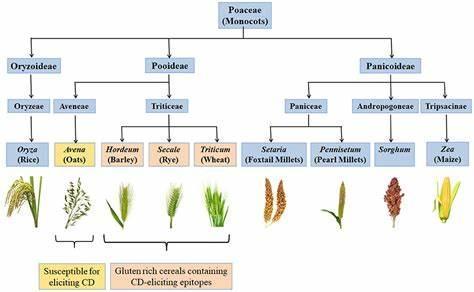What is the main protein in wheat that causes gluten-related disorders?