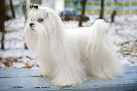 Which breed is this dog?